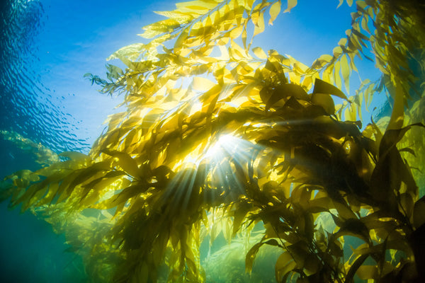 The Benefits of Kelp for Women's Health and Beauty