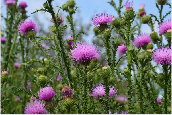 The Benefits of Milk Thistle for Women's Health
