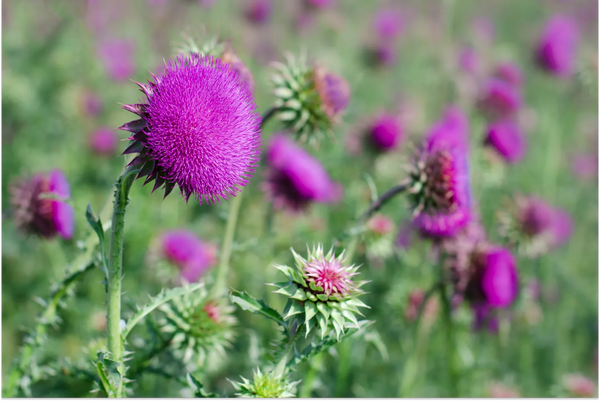 Liver Love: 7 Ways Milk Thistle contributes to Liver Health