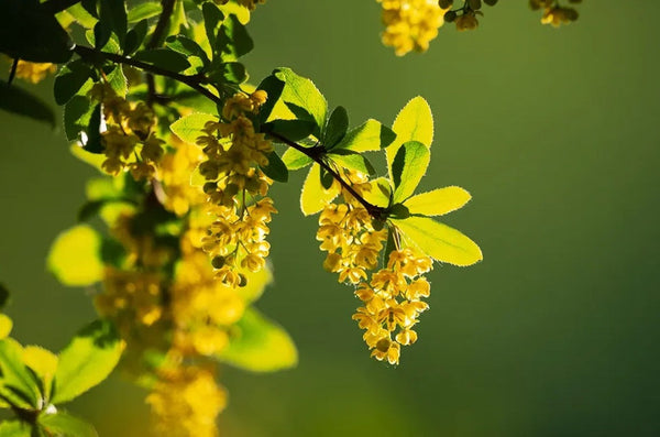 The Science Behind Berberine